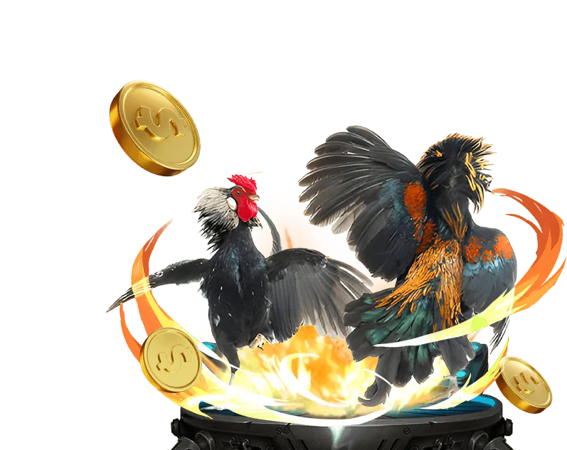 Giải thích luật đá gà chi tiết